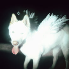 Load image into Gallery viewer, Fat Dog - Cancel Me (I'm Tired)