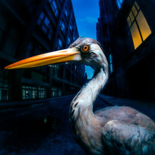 Load image into Gallery viewer, Antony Szmierek - Decoding Birdsong
