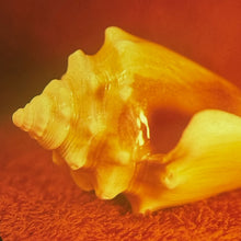 Load image into Gallery viewer, Allah Las - Sirenas
